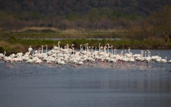 Birdwatching-at-Souss-Massa-National-Park-–-RENT-GO-TRAVEL